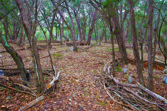 Land Arts By Dapacu. Art Gallery Exhibition Show